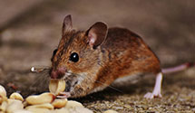 24 Hour & Emergency Exterminators in Bunch, OK